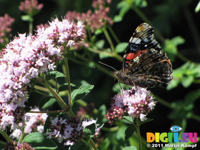 SX19985 Red Admiral (Vanessa atalanta) butterfly